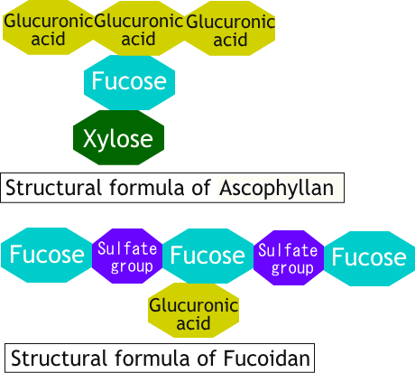 Structural formula of fucoidan and Ascofilam