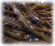 Fucoxanthin in the true kelp (Makobu)